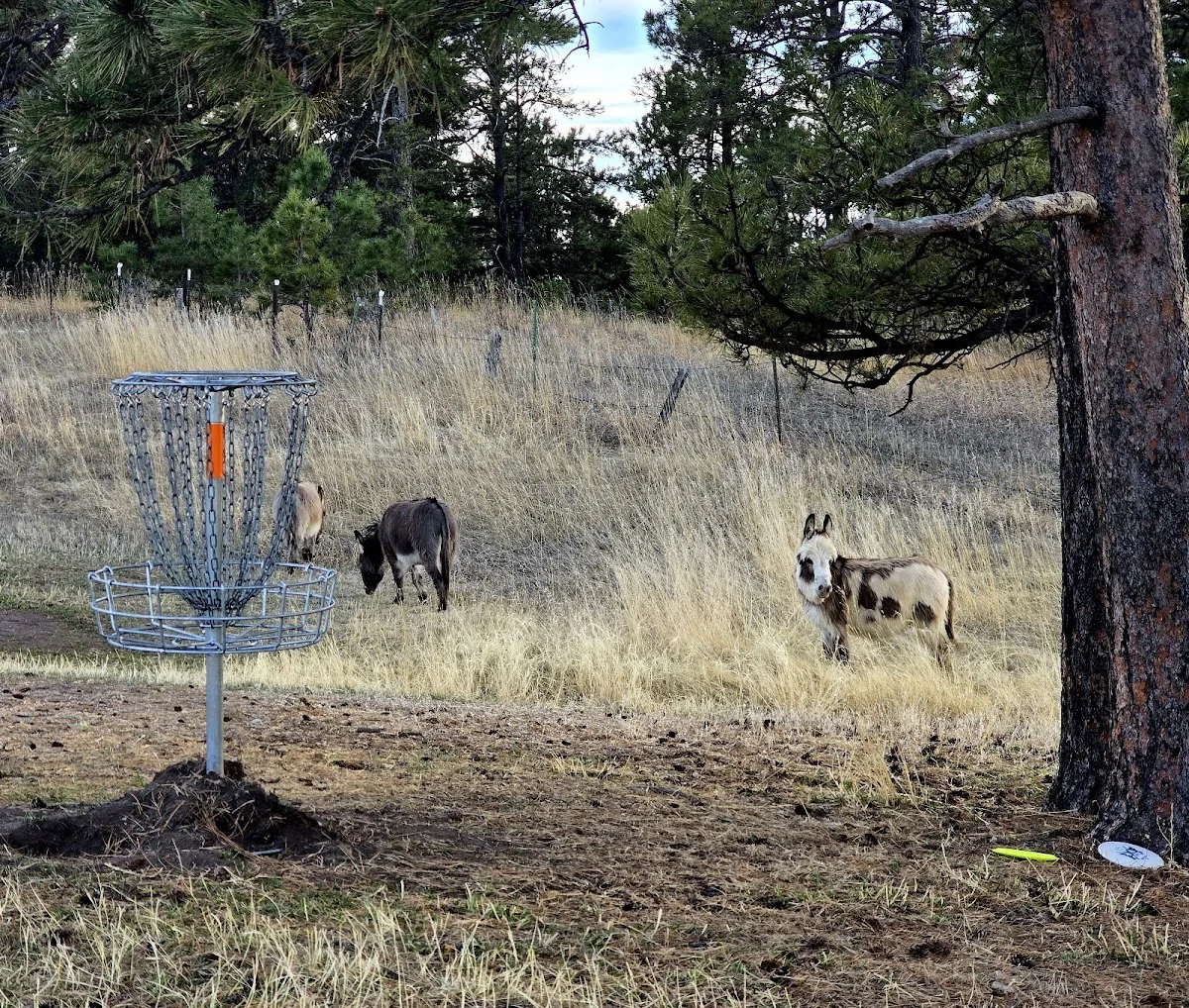 Healing Pines Recovery - Photo 4